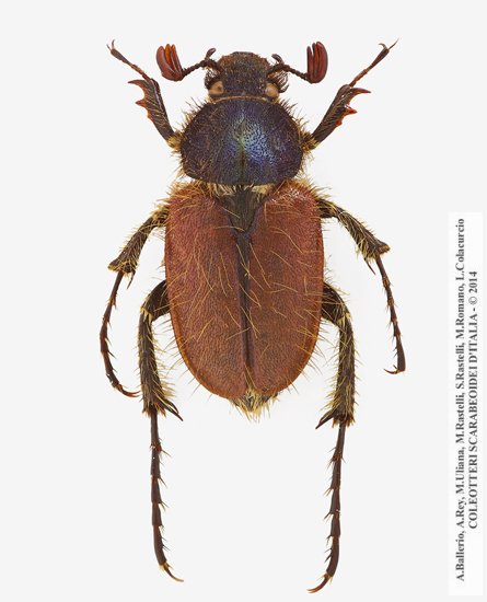 Amadotrogus vicinus, maschio